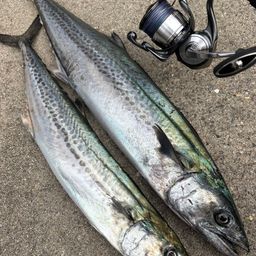 サワラ