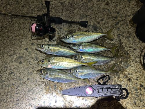 アジの釣果