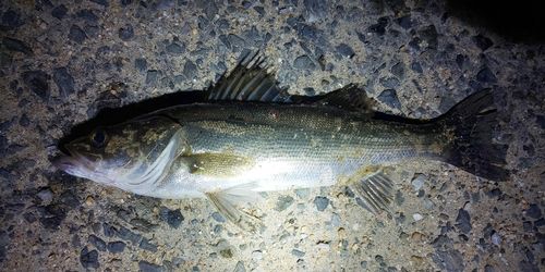 シーバスの釣果