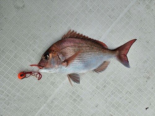 マダイの釣果