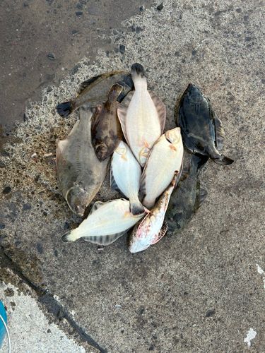 クロガシラガレイの釣果