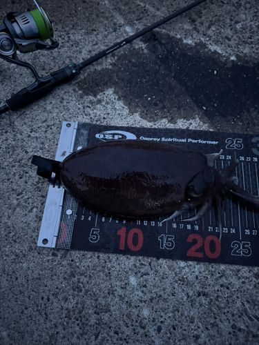 コウイカの釣果