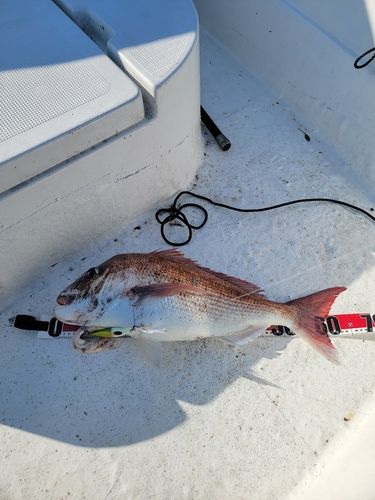 タイの釣果