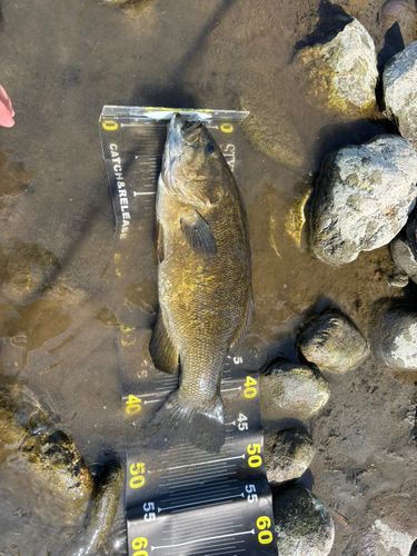 スモールマウスバスの釣果