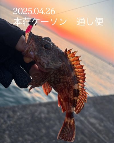 メバルの釣果