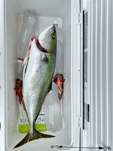 ハマチの釣果