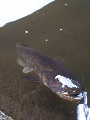 マナマズの釣果