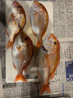 レンコダイの釣果