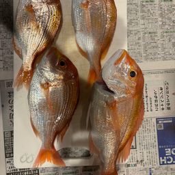 レンコダイ