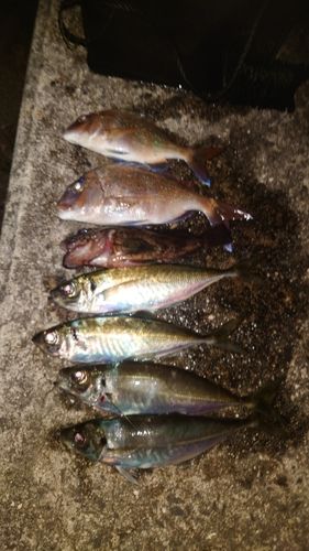 アジの釣果