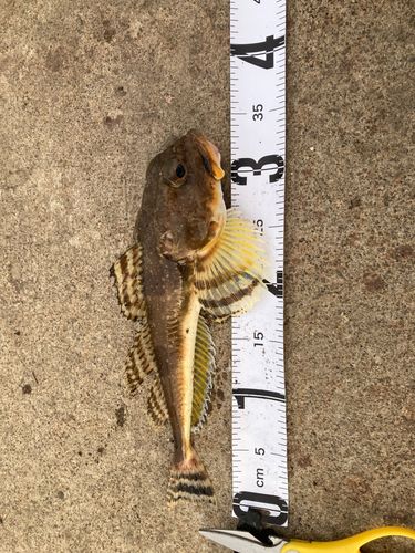 ホッケの釣果