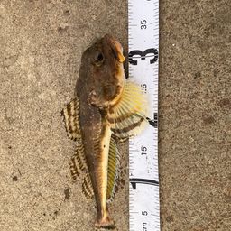 ホッケ