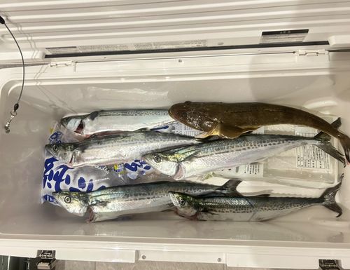 サゴシの釣果
