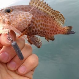オオモンハタ