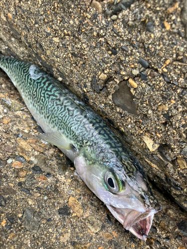 サバの釣果