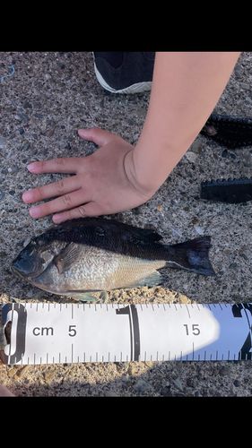 グレの釣果