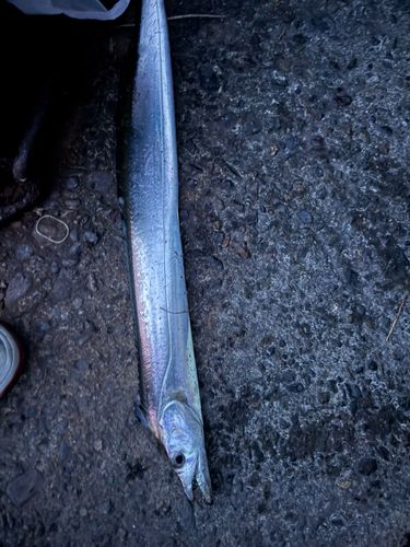 タチウオの釣果