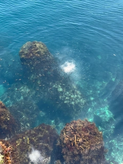アイゴの釣果
