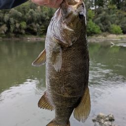 スモールマウスバス