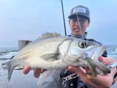 ヒラスズキの釣果