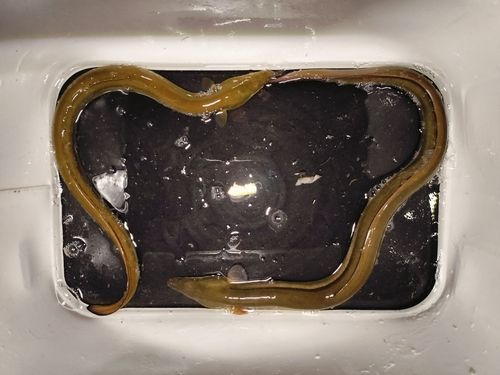 ウナギの釣果