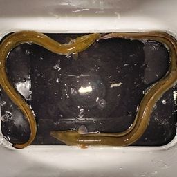 ウナギ