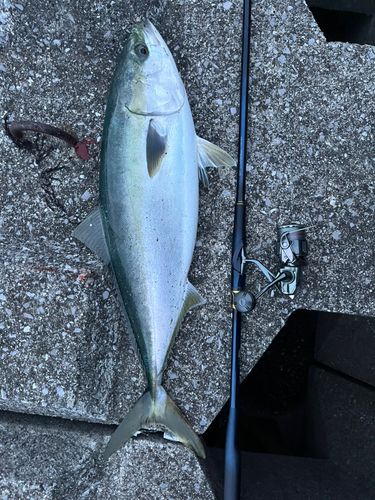 ブリの釣果