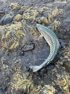 アメマスの釣果