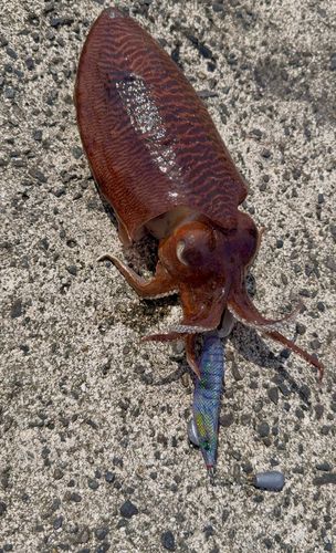 コウイカの釣果