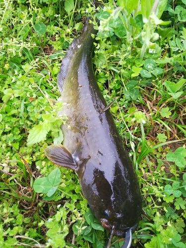 マナマズの釣果