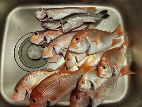 アマダイの釣果