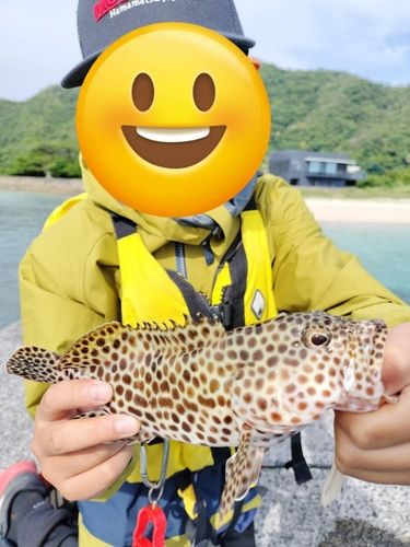 カンモンハタの釣果