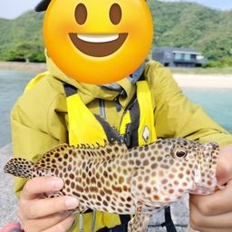 カンモンハタ