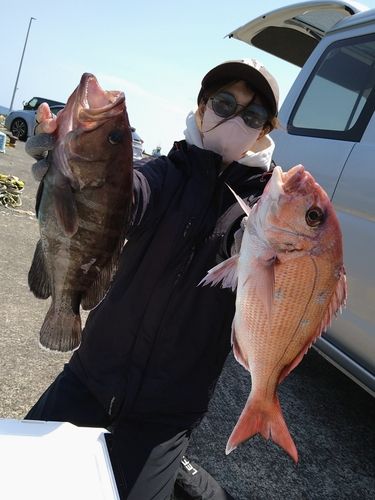 マダイの釣果