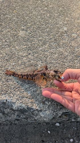 アナハゼの釣果