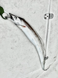 タチウオの釣果
