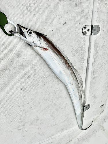 タチウオの釣果