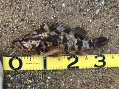 タケノコメバルの釣果