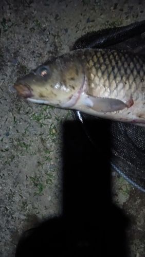 コイの釣果