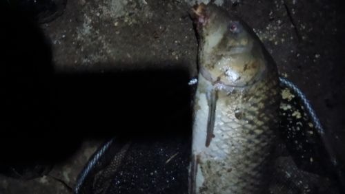 コイの釣果