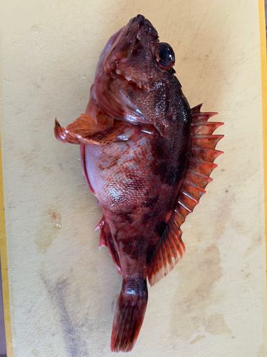 カサゴの釣果
