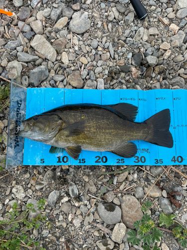 スモールマウスバスの釣果