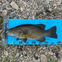 スモールマウスバス