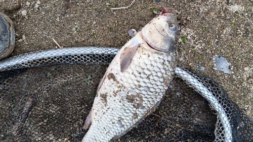 コイの釣果