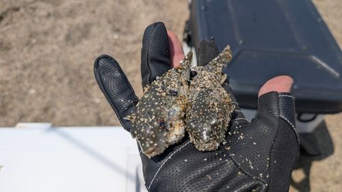 クサフグの釣果