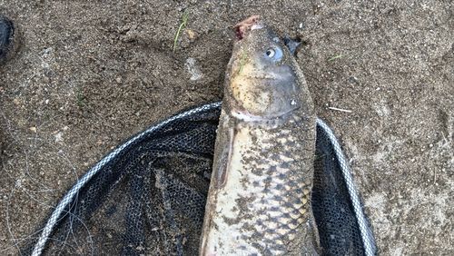 コイの釣果