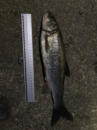 ウグイの釣果