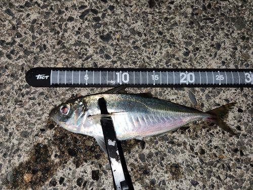 マアジの釣果