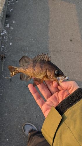 メバルの釣果