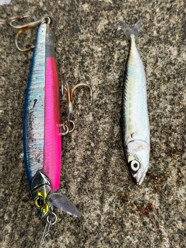 サバの釣果